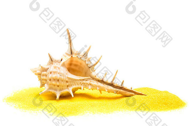 夏梦：黄沙上的贝壳；在白色背景上隔离，宏