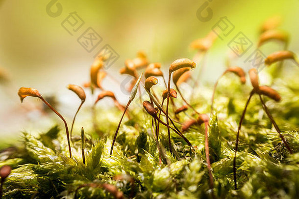 森林微距摄影中的小绿苔藓