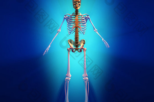人体骨架的概念图像-三维渲染