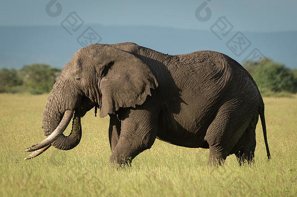 非洲布什大象站高草