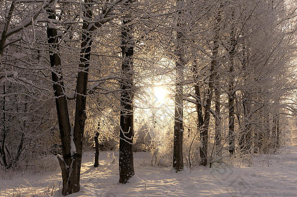 森林边缘的白霜和雪。