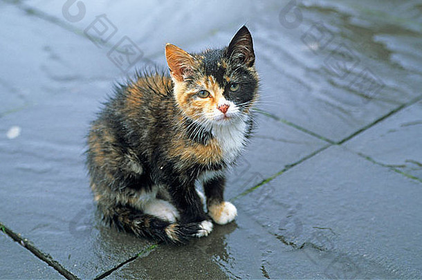 矮小的猫坐着湿地面相机
