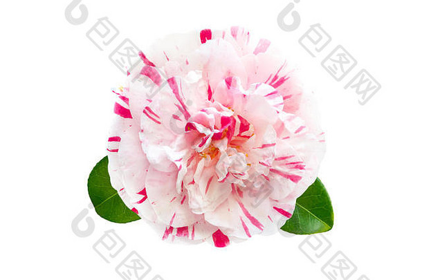 白色和粉红色条纹的山茶花，正式的重瓣花，叶孤立于白色花冠上