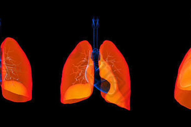 渲染插图肺