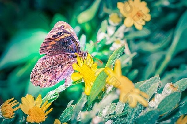 美丽的棕色（的）蝴蝶坐着休息黄色的黛西花角小镇南非洲