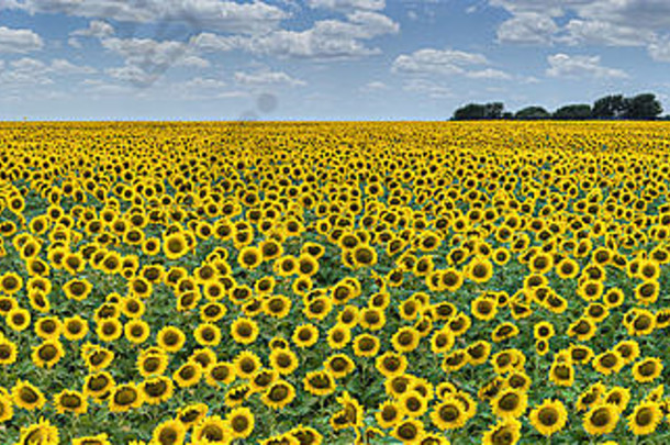 今天下午，《<strong>向日葵</strong>全景》来自德克萨斯州中部一个温暖的六月下午。