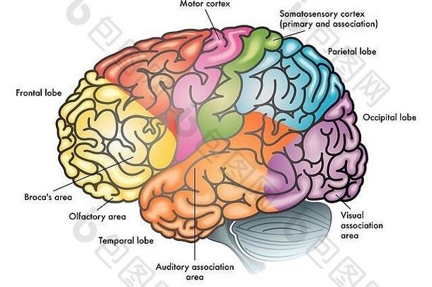 用不同颜色突出显示人脑不同功能区域的医学彩色插图