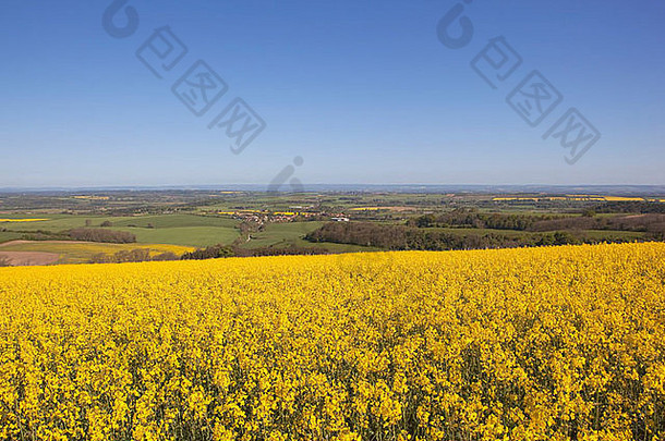 在蓝天下的约克郡世界上，一幅<strong>英国风景</strong>画，有金黄色的油菜花和错落有致的田野