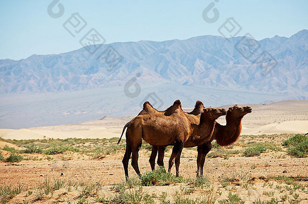 骆驼戈壁沙漠