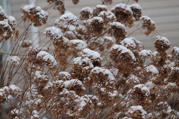 干花序花园绣球花覆盖发光白色雪