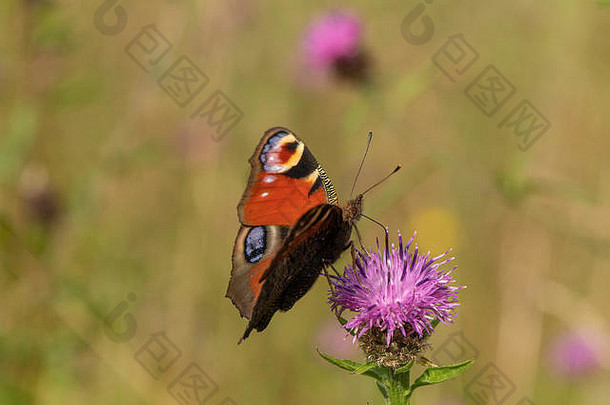 苏格兰西南部杜姆弗里斯的野花草甸中，孔雀蝴蝶（Inachis io）以马蹄莲（Centuarea nigra）为食