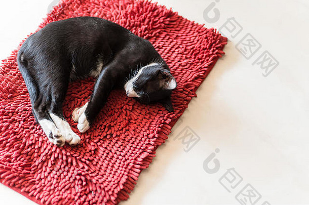 猫睡觉红色的地毯复制空间