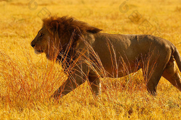 狮子伟大的猎人善于交际动物