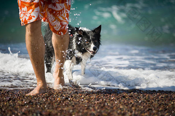 这名男子在游泳后带着他的狗（黑<strong>白边</strong>境牧羊犬）出海。法国科西嘉岛海滩上的暑假。