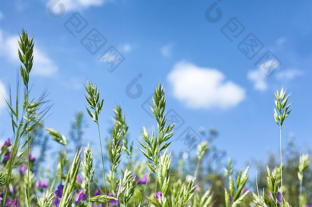 野生绿色植物蓝色的天空草地景观埃斯特雷马杜西班牙