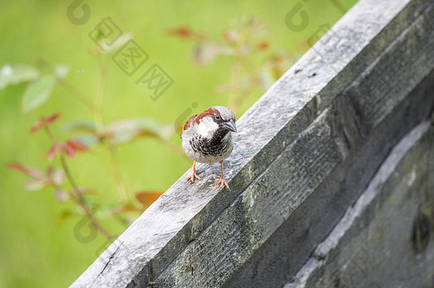 在曼彻斯特市区的一个花园里，一只<strong>家麻雀</strong>降落在栅栏上寻找食物。