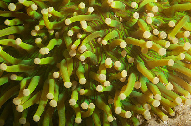 潜水珊瑚礁巴拉望省菲律宾