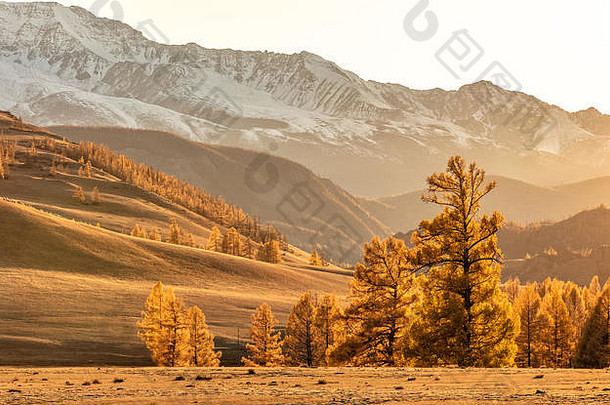 在俄罗斯阿尔泰山脉，日落时可以看到美丽的山谷，到处都是令人惊叹的金色。2019年秋季