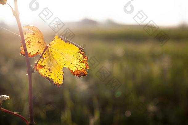 秋天，一片黄色干燥的葡萄树叶挂在树枝上