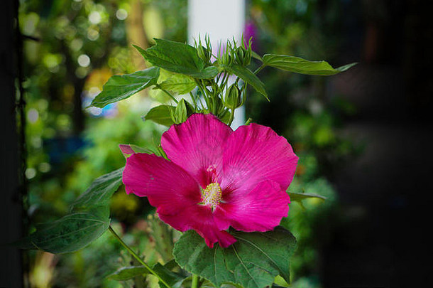 常年芙蓉花朵中期晚些时候夏天花通常白色粉红色的薰衣草红色的勃艮第小花园