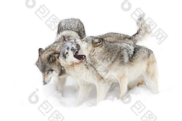 在加拿大，森林<strong>狼群</strong>或灰狼在冬天的雪地里玩耍