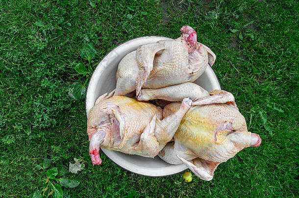 绿色草地上旧的白色农村金属碗中的三只鸡尸体俯视图