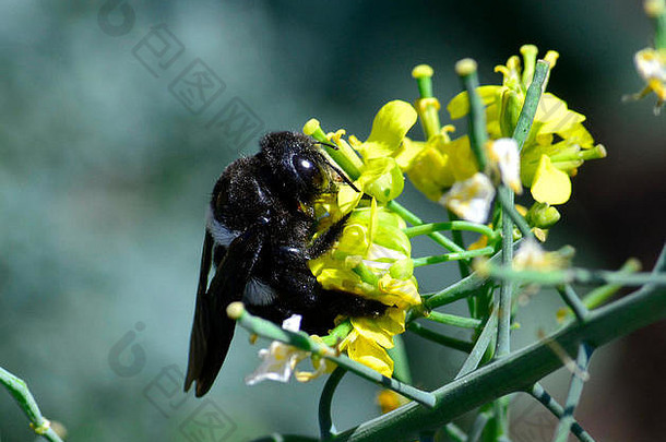 黑色的白色卡彭特蜜蜂xylocopa大黑色的眼睛图片外星人活跃的传粉者重要的生态