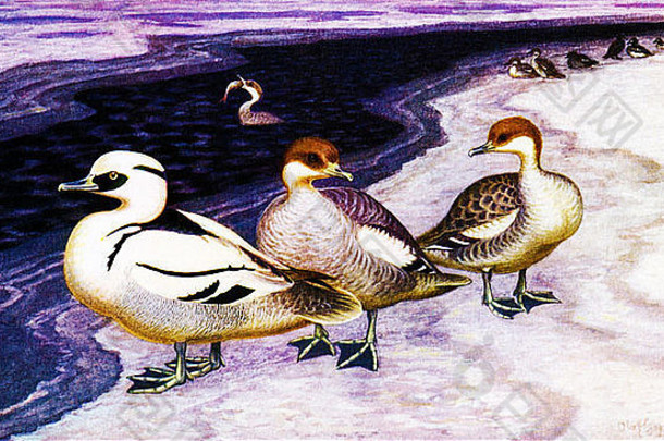 冬季鸭子图片