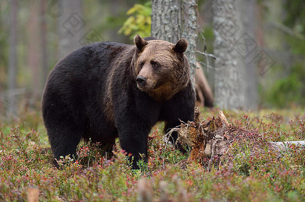 <strong>芬兰</strong>卡雷利亚北部秋天森林中的雄熊
