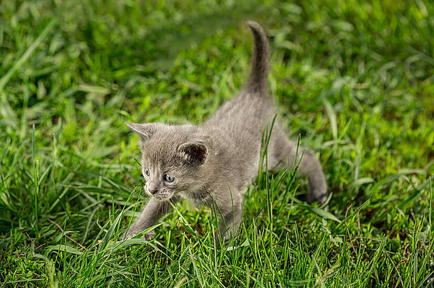 绿色草地上的小斑猫