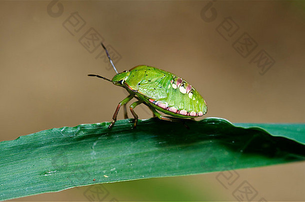 绿色叶子上野生半翅目飞虫Nezara Virdula Heteroptera pentatomidae palomena prasina的侧面