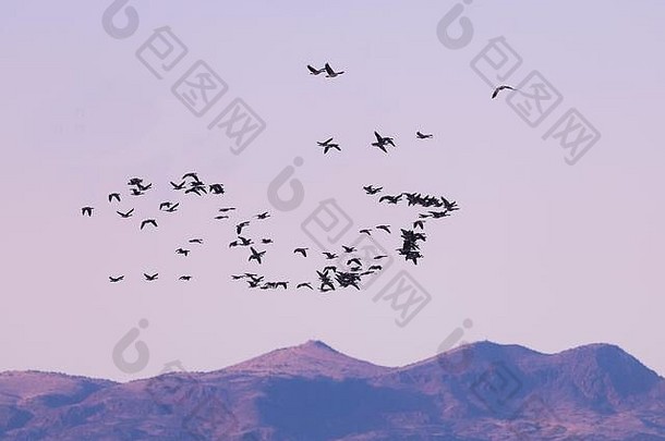 新墨西哥州博斯克·德尔·阿帕奇国家野生<strong>动物保护</strong>区，<strong>日</strong>出时一群雪雁在山上飞翔