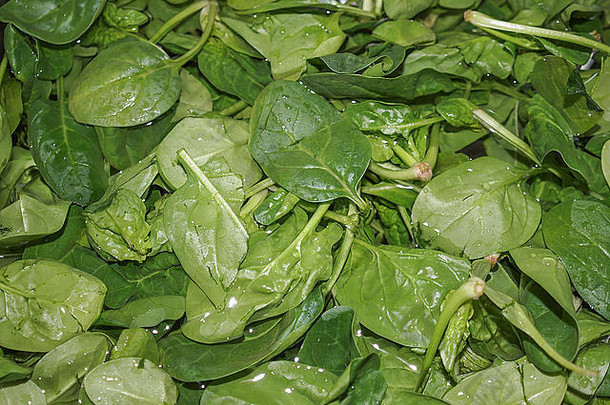 绿色菠菜叶子可食用的开花植物素食者食物
