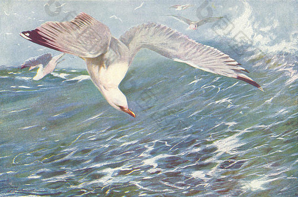 鸟类：鲱鱼鸥（银鸥），古董印刷品1907年