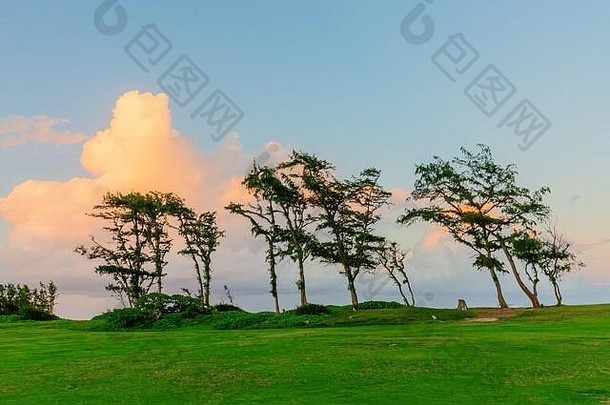 夏威夷瓦胡岛北岸日落时的树木图片
