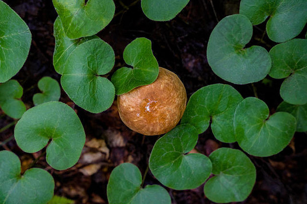 蘑菇帽的俯视图，蘑菇帽位于心形大椭圆形绿叶中。自然抽象