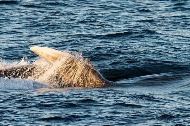 成年<strong>蓝鲸</strong>，巴拉翅目肌，在墨西哥南下加利福尼亚州的马格达莱纳岛上捕食。