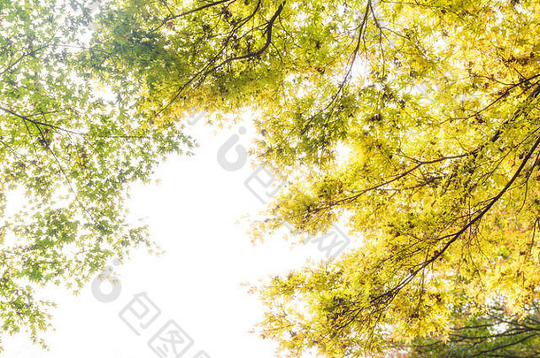 秋天绿色枫木叶子阳光明媚的一天背景
