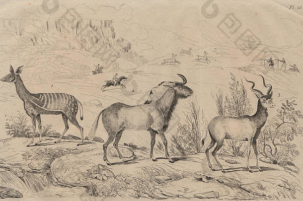哺乳动物：羚羊（羚羊），古董印刷品1834