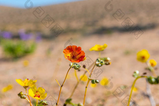 长肉苁蓉，俗称芭塔瓜纳果。由于孩子的现象，春天生长在阿塔卡马沙漠的花