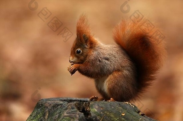 可爱的红松鼠，长着<strong>尖尖</strong>的<strong>耳朵</strong>，吃着一颗坚果，背景是美丽的落叶林。捷克野生动物。