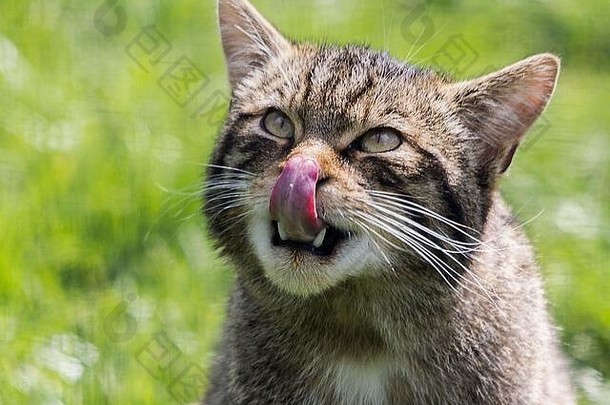 苏格兰野生猫科动物Felix sylvestris grampia比家养虎斑猫科动物更大，是一种稀有的真实标本，末端钝黑，尾巴浓密