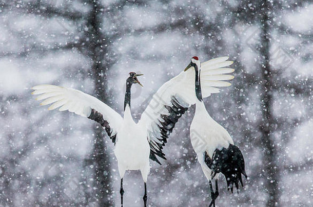两只日本鹤站在雪地里。日本北海道。苏瑞。很好的例证。