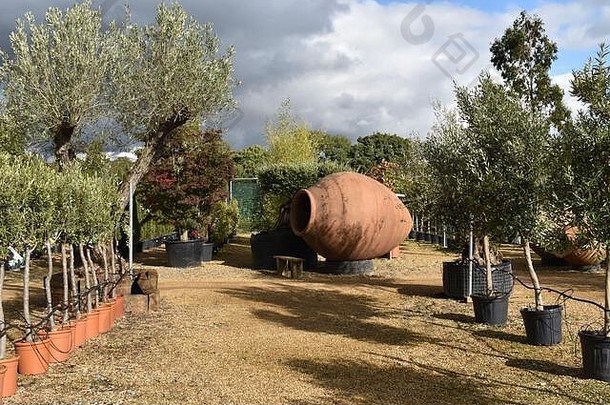 在英国橄榄园的花园中心可以<strong>买到</strong>小型、中型、大型的古代盆栽橄榄树，是探索花园家具的绝佳选择