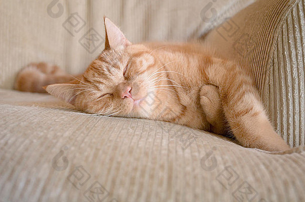 姜英国短毛猫小猫睡觉