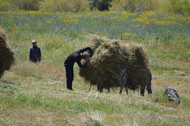 农民工作干草地升降机山东南部乌兹别克斯坦
