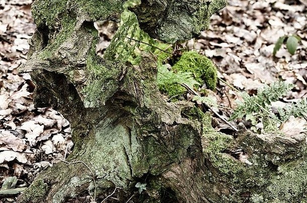 欧洲，英格兰，萨里森林地面上覆盖着苔藓<strong>的</strong>秋叶原木