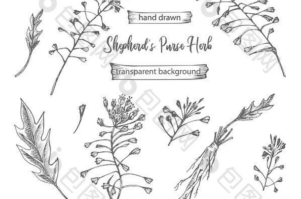 设置手工绘制的牧羊人荷包根、生命和花的黑色，在白色背景上隔离。复古复古平面设计。植物素描