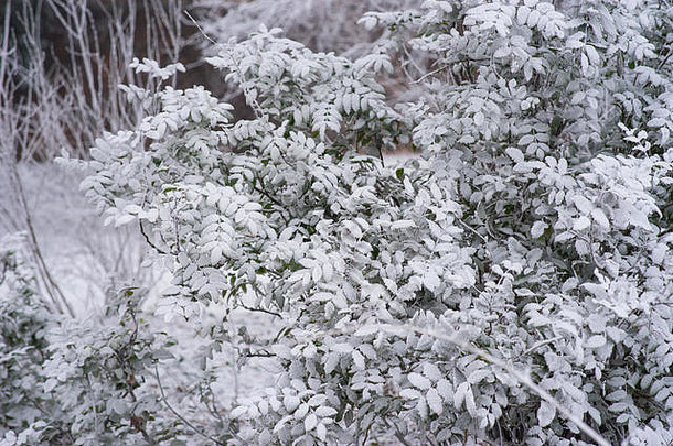 雪中绿色灌木的特写镜头