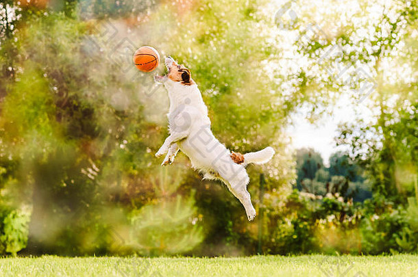 阳光明媚的夏天一天狗跳跃抓飞行玩具篮球球